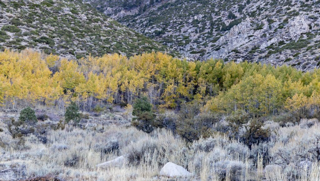 Fall color, Woodford's Canyon